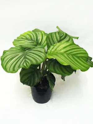 Calathea Fusion White Ø 14 см