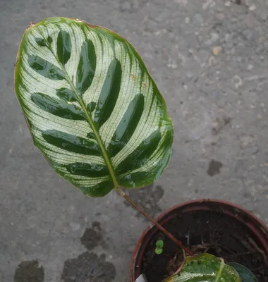 Калатея Макоя (Calathea makoyana) — описание, выращивание, фото | на  LePlants.ru