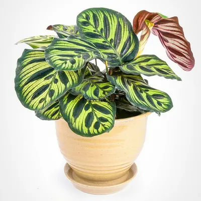 Калатея Макоя Calathea makoyana 50/21 — цена в LETTO