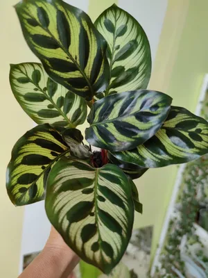 Калатея Варшевича (Calathea warscewiczii) — описание, выращивание, фото |  на LePlants.ru | Калатея, Растения, Лиственные растения