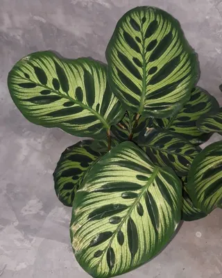 Калатея Макояна/Макоя (Calathea Mikoyana): 100 грн. - Комнатные растения  Киев на Olx