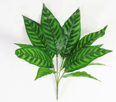Калатея макоя (Calathea makoyana) | Зелёный подоконник | Дзен
