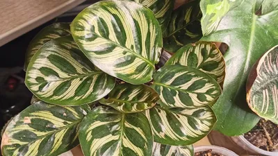 Калатея макоя (Calathea makoyana) | Зелёный подоконник | Дзен