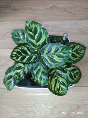 Коллекционный объект БСИ ДВО РАН: Calathea macoyana (Калатея Макоя (Маранта  Макоя))