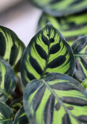 Калатея Макояна/Макоя (Calathea Mikoyana): 100 грн. - Комнатные растения  Киев на Olx