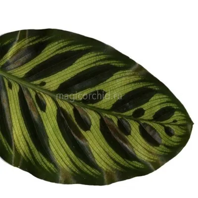 Калатеи (Calathea) | Комнатный сад | Дзен