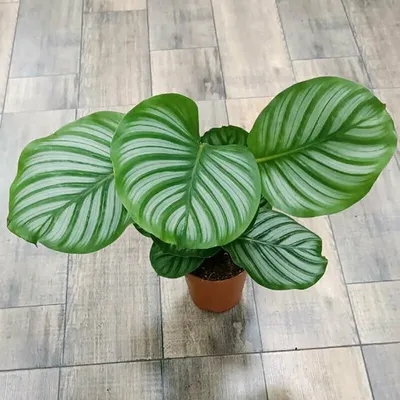 Plant Lover - Калатея Орбифолия, 50/60 см - 650 грн | Facebook