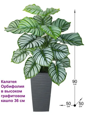 Купить Искусственная Калатея Орбифолия в высоком графитовом кашпо 36,5 см,  ФитоПарк по выгодной цене в интернет-магазине OZON.ru (867093848)