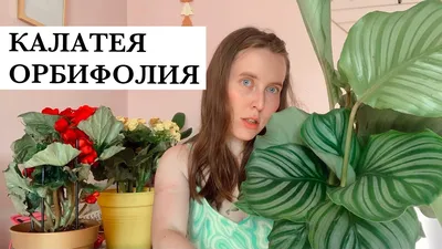 Калатея Орбифолия / Мои растения /Уход за растениями - YouTube