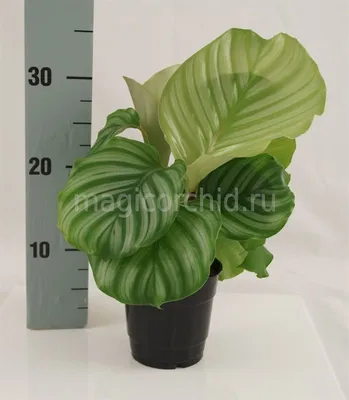 Калатея Орбифолия, Calathea orbifolia купить в Москве - MAGICORCHID