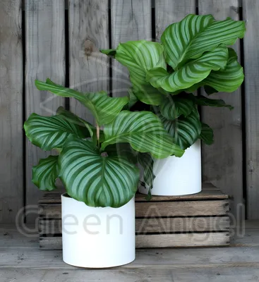 Калатея Орбифолия мини (Calathea Orbifolia)