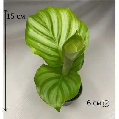 Два Ботаника - Комнатное растение Калатея Орбифолия, арт. 8172415