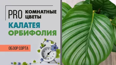 Калатея Орбифолия | купить в Москве