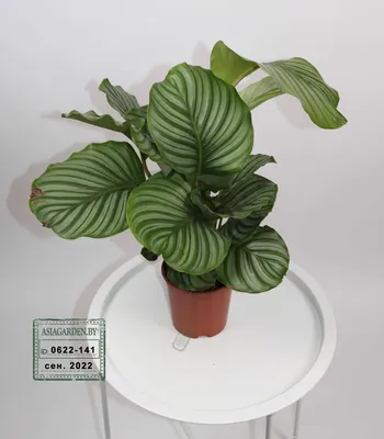 Калатея Орбифолия (calathea Orbifolia) 35 см - купить в Минске с доставкой,  цена и фото в интернет-магазине Cvetok.by