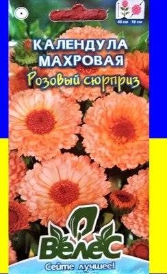 Календула махровая Индиан принц из каталога Семена цветов – купить с  доставкой по Москве и России в Onlinesemena