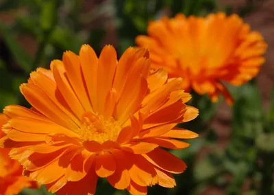 Календулы Цветущий сад МЦП Календула МАХРОВАЯ - купить по выгодным ценам в  интернет-магазине OZON (788064612)