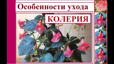 Цветы комнатные:Колонхое Блоссфельда,Колонхое Дегремона лечебное: цена 35  грн - купить Комнатные растения на ИЗИ | Николаев