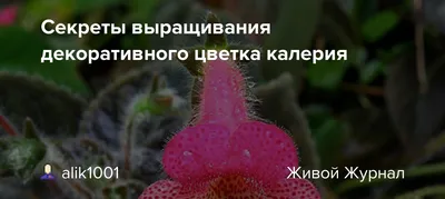 Наши цветы (19 фото). Воспитателям детских садов, школьным учителям и  педагогам - Маам.ру