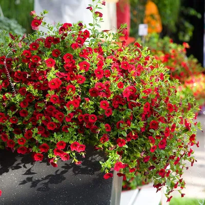 Калибрахоа (Calibrachoa parviflora) в ассортименте в кашпо — Рассада цветов  и овощей.