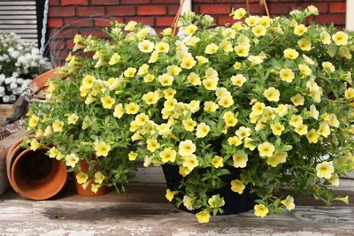 Цветы Калибрахоа Земляничный Шёлк (Гавриш) — купить в городе Новосибирск,  цена, фото — Семена Успеха