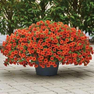 chameleon calibrachoa | Балконные цветы, Контейнерное озеленение, Контейнер