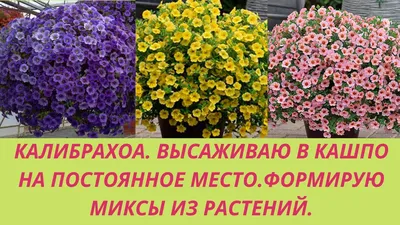 Купить семена Калибрахоа Желтый Шелк в нашем магазине по Лучшей цене