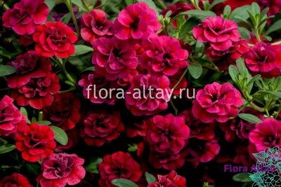 Калибрахоа Aloha Double Cherry Red(Calibrachoa hybrida) - Питомник растений  \"ВРЕМЕНА ГОДА\"