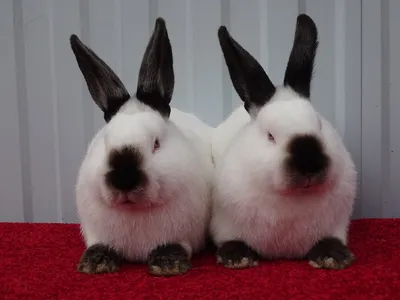 Калифорнийские кролики породы Стоковое Фото - изображение насчитывающей  жиреть, калифорния: 144622588