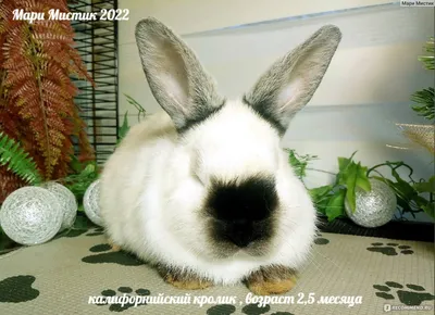 Калифорнийские кролики породы Стоковое Фото - изображение насчитывающей  обработка, кожа: 204019960