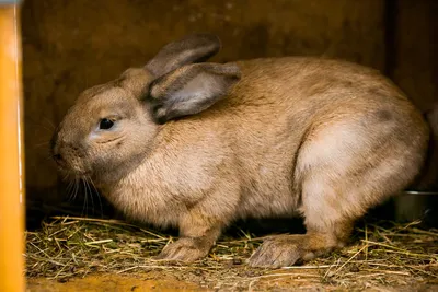 Yar Krol - Калифорнийские Кролики для разведения: молоденькие самец и 2  самочки-сестрички #кролики #семьякроликов #кролик #калифорнийскийкролик  #крольчата | Facebook