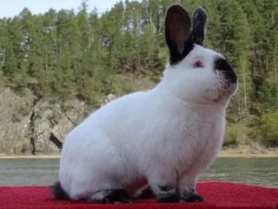 Калифорнийская порода кроликов — Племенные кролики из Европы