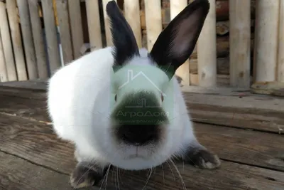 Калифорнийский кролик фото с описанием | Более 50 фото калифорнийских  кроликов