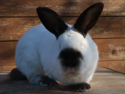 Калифорнийский кролик - «АгроДом72»