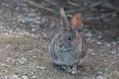 Кролики породы калифорния - 72 фото