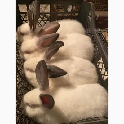 Калифорнийские кролики: 6 000 тг. - Кролики Жетысу на Olx