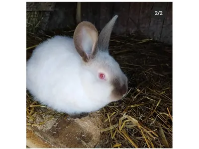 Продаются калифорнийские крольчихи: Договорная ᐈ Декоративные кролики |  Кант | 82501006 ➤ lalafo.kg