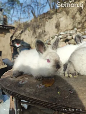 Фото до оголошення: калифорнийские кролики (крольчата) — Agro-Ukraine