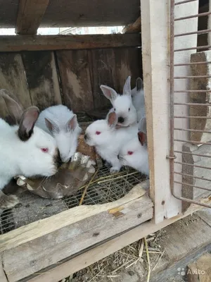 Кролики Калифорнийские купить на Зозу.ру