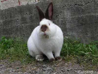 Калифорнийские кролики Поляки и Словаки , Днепр: Кролики, крольчата на  Agronet
