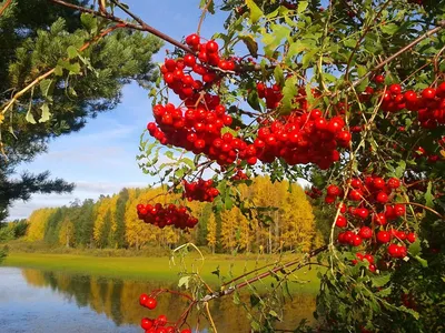 Калина БУЛЬДЕНЕЖ-Гармония Красоты | Садовый Центр \"LEO ROSE\" — купить  саженцы садовых деревьев и растений в Москве и Московской области