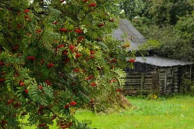 Калина. Купить саженцы калины в Киеве - цены в Украине