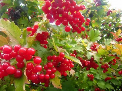 Калина бурейская Viburnum burejaeticum Regel et Herd