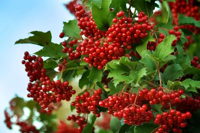 Калина обыкновенная ф. розовая (“Буль-де-неж”) Viburnum opulus f.rosea —  Artgeo