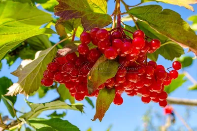 Калина обыкновенная (Viburnum opulus) — описание, выращивание, фото | на  LePlants.ru