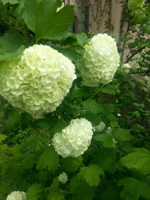 Калина европейского буша Opulus калины Cranberrybush красная в солнечный  день. Стоковое Фото - изображение насчитывающей плодоовощ, куст: 194796580