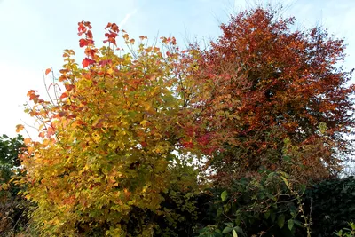 Калина складчатая Мариеси Viburnum plicatum Mariesii - купить декоративные  и хвойные растения с доставкой по Украине в магазине Добродар