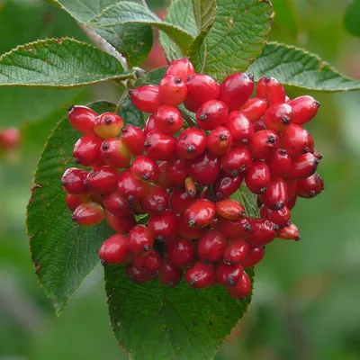 Калина гордовина (Viburnum lantana) - Лиственные растения весна 2024 года -  купить лиственные растения спирея, кизильник, барбарис, лапчатка.