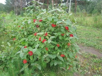 Калина гордовина \"Ауреа\"