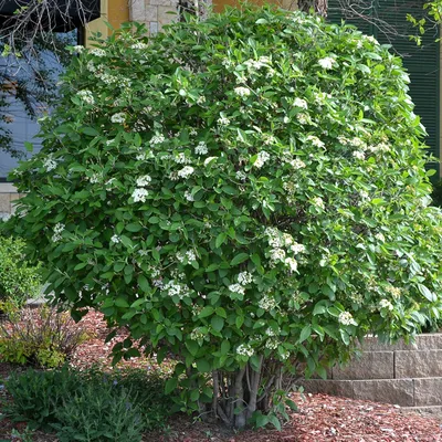 Саженцы Калина гордовина \"Viburnum lantana\" из питомника растений  Гринстрана купить по цене от 0 рублей | Описание, фото, доставка,  консультация — Гринстрана.ру