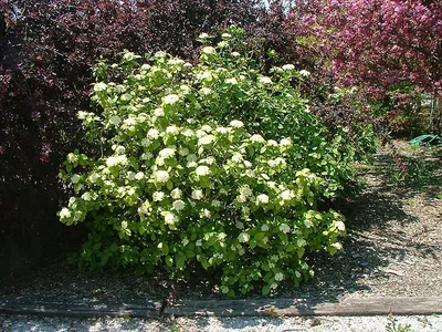 Калина гордовина (Viburnum lantana L.)